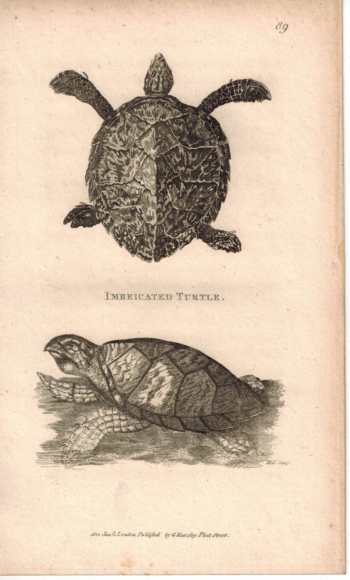 Imbricated Turtle 1809 Original Antique Engraving Print by Shaw & Griffith