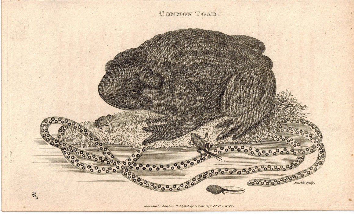 Common Toad 1809 Original Antique Engraving Print by Shaw & Griffith
