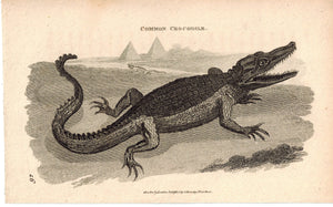 Common Crocodile 1809 Original Antique Engraving Print by Shaw & Griffith