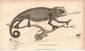 Common Chameleon 1809 Original Antique Engraving Print by Shaw & Griffith