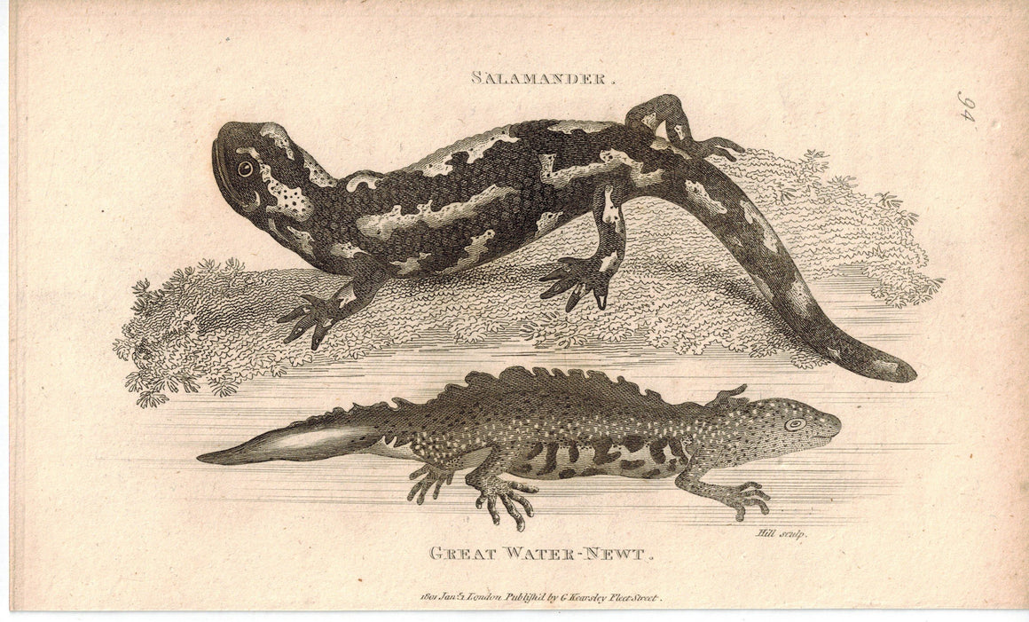 Great Water-Newt Salamandridae 1809 Original Engraving Print by Shaw & Griffith