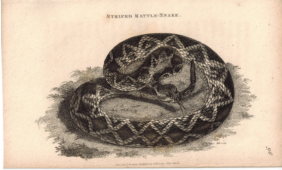 Striped Rattle-Snake 1809 Original Antique Engraving Print by Shaw & Griffith