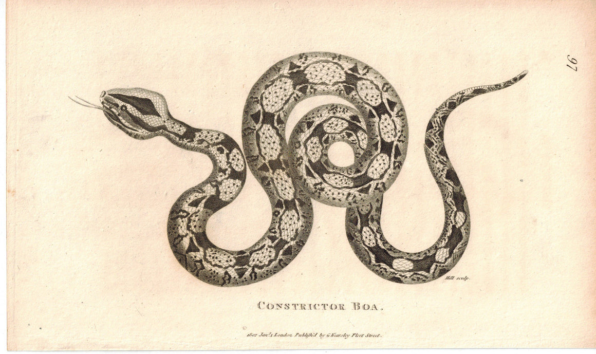 Constrictor Boa 1809 Original Antique Engraving Print by Shaw & Griffith