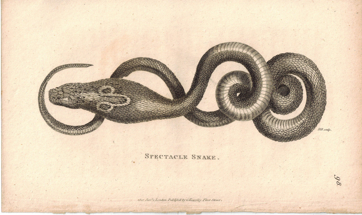 Spectacle Snake 1809 Original Antique Engraving Print by Shaw & Griffith