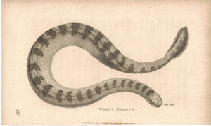 Great Hydrus Water Snake 1809 Antique Engraving Print by Shaw & Griffith