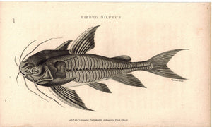 Ribbed Silurus 1809 Original Antique Engraving Print by Shaw & Griffith