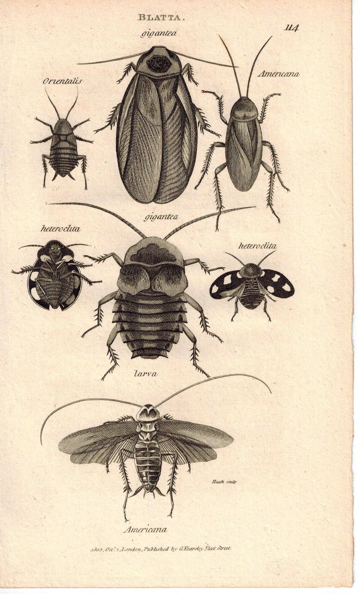 Blatta-Gigantea, Americana Larva 1809 Antique Engraving Print by Shaw & Griffith