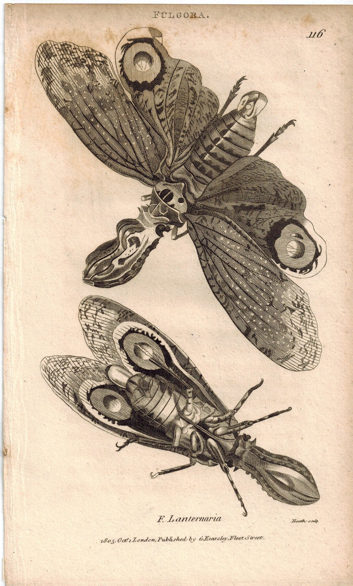 Fulgora Laternaria lanternaria Lantern Fly 1809 Original Engraving Shaw Print