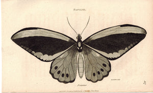 Papilio Priamus Priam Butterfly 1809 Original Engraving Print by Shaw & Griffith