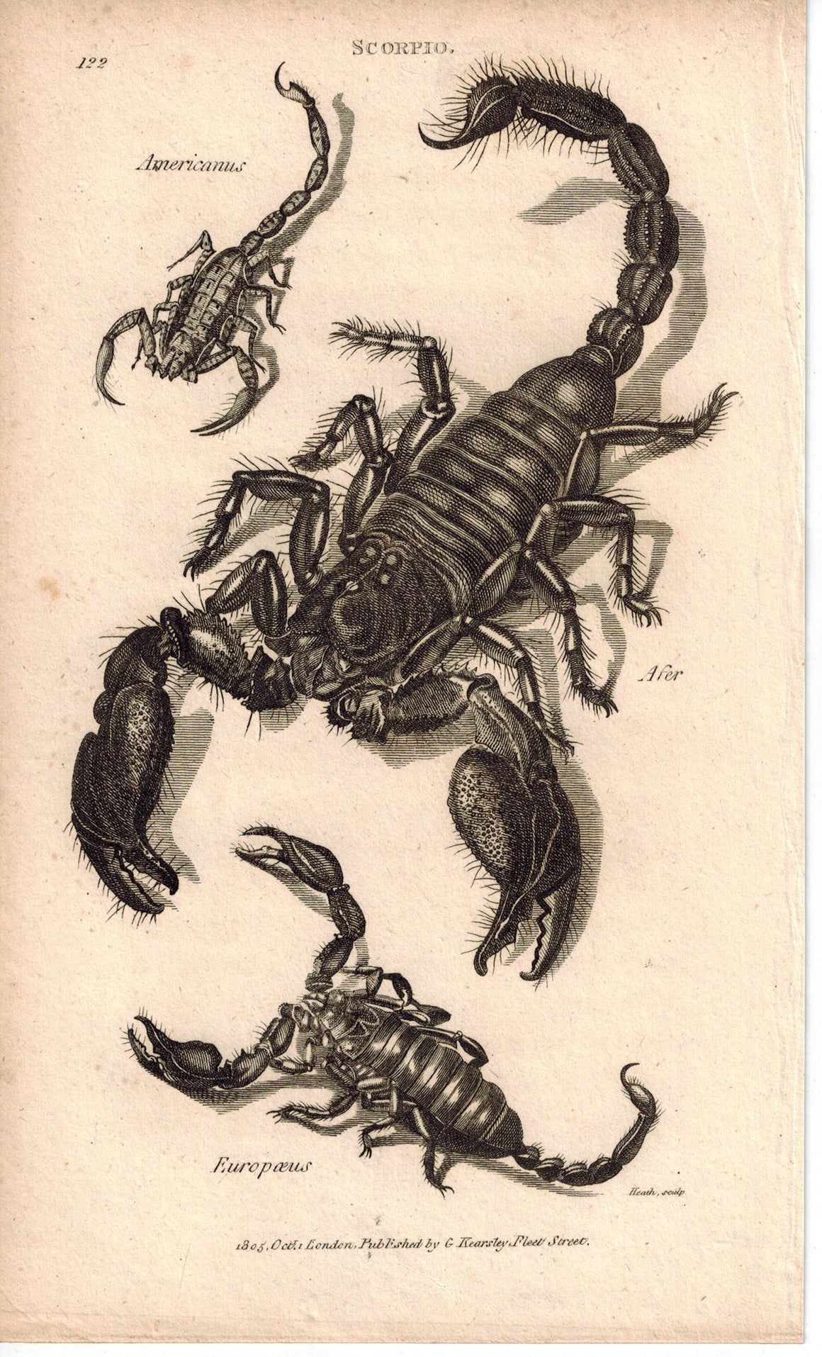Scorpio Europaeus 1809 Original Antique Engraving Print by Shaw & Griffith