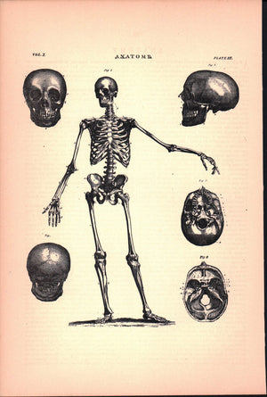 Anatomy Skeleton Skull Antique Print 1887
