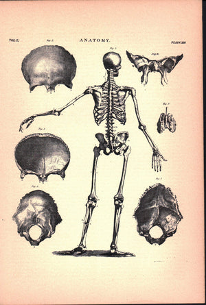 Anatomy Skeleton Back Skull Antique Print 1887