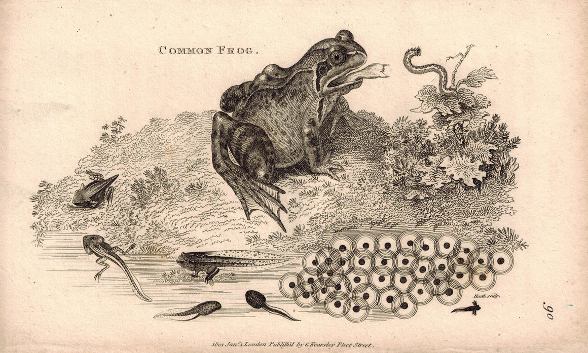 Common Frog 1809 Original Antique Engraving Print by Shaw & Griffith
