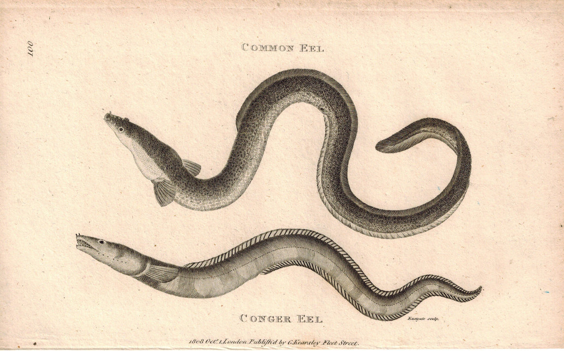 Common Eel & Conger Eel 1809 Original Antique Engraving Print by Shaw & Griffith