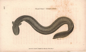 Electric Gymnotus Electric Eel 1809 Original Engraving Print by Shaw & Griffith