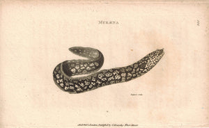 Muraena 1809 Original Antique Engraving Print by Shaw & Griffith