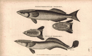 Mediterranean & Indian Remora Fish 1809 Engraving Print by Shaw & Griffith