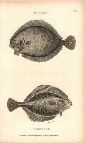 Turbot & Flounder Fish 1809 Original Antique Engraving Print by Shaw & Griffith