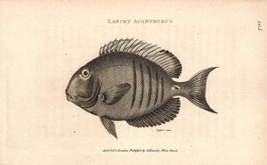 Lancet Acanthurus Surgeon Fish 1809 Original Engraving Print by Shaw & Griffith