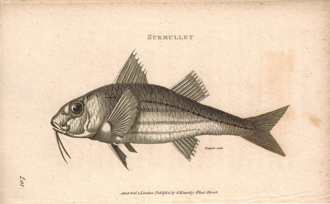 Surmullet Fish 1809 Original Engraving Print by Shaw & Griffith