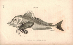 Piper Fish 1809 Original Engraving Print by Shaw & Griffith