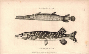 Gar Pike and Common Pike 1809 Original Engraving Print by Shaw & Griffith