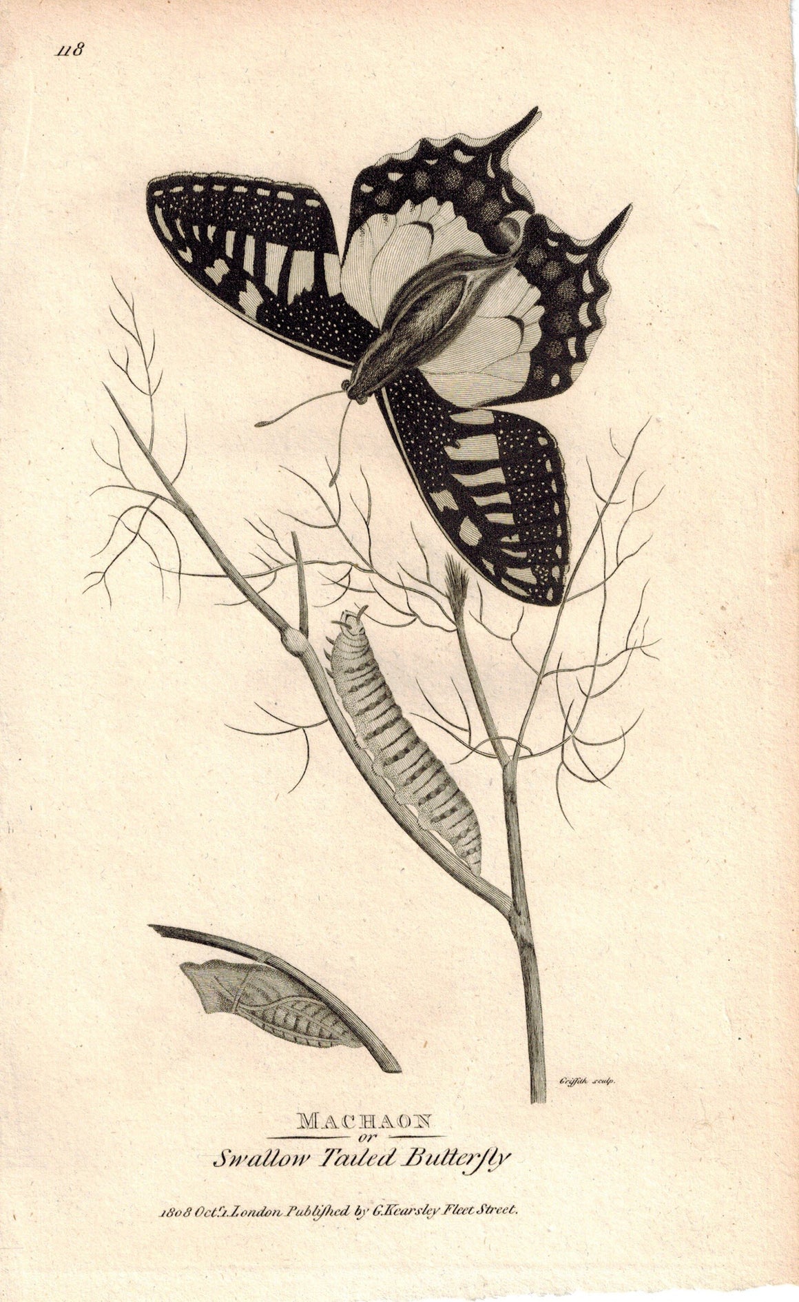 Machaon Swallow Tailed Butterfly 1809 Engraving Print by Shaw & Griffith