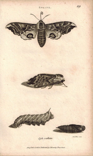 Insects Sphinx Moth Pupa 1809 Original Engraving Print by Shaw & Griffith