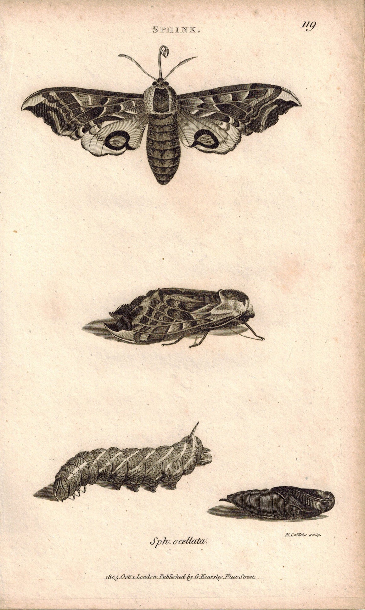 Insects Sphinx Moth Pupa 1809 Original Engraving Print by Shaw & Griffith