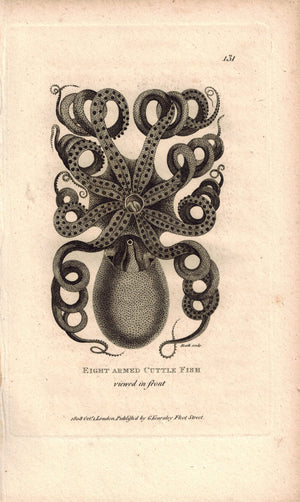 Eight Armed Cuttle Fish 1809 Original Engraving Shaw Print Octopus