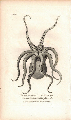 Eight Armed CuttleFish 1809 Original Engraving Shaw Print Octopus, Squid