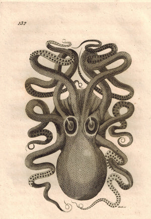 Eight Armed Cuttle Fish 1809 rare Original Engraving Shaw Print Octopus, Squid