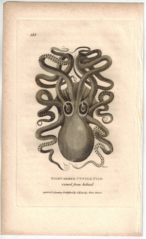 Eight Armed Cuttle Fish 1809 rare Original Engraving Shaw Print Octopus, Squid
