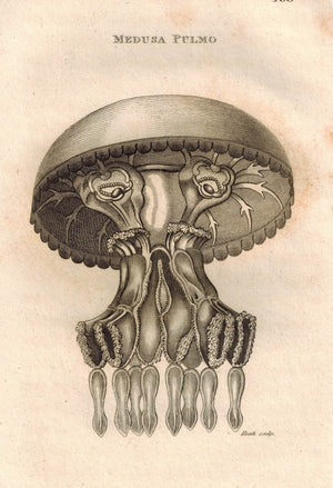 Medusa Pulmo 1809 Original Engraving Print by Shaw & Griffith