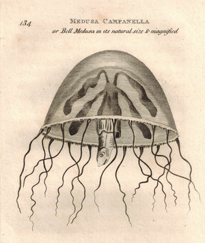 Medusa Campanella Bell Medusa 1809 Original Engraving Print by Shaw & Griffith