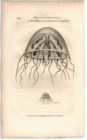 Medusa Campanella Bell Medusa 1809 Original Engraving Print by Shaw & Griffith