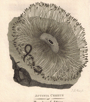 Actiniaria Sea Anemone 1809 Original Engraving Print by Shaw & Griffith