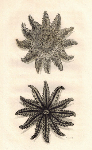 Asterias Papposa Starfish 1809 Original Engraving Print by Shaw & Griffith