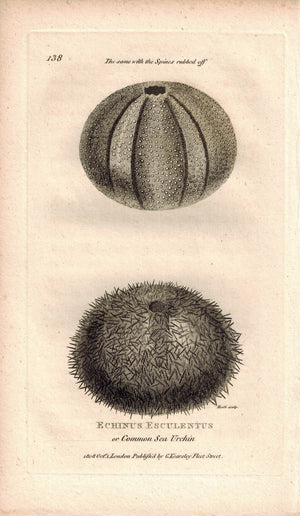 Echinus Esculentus or Common Sea Urchin 1809 Original Engraving Shaw Print