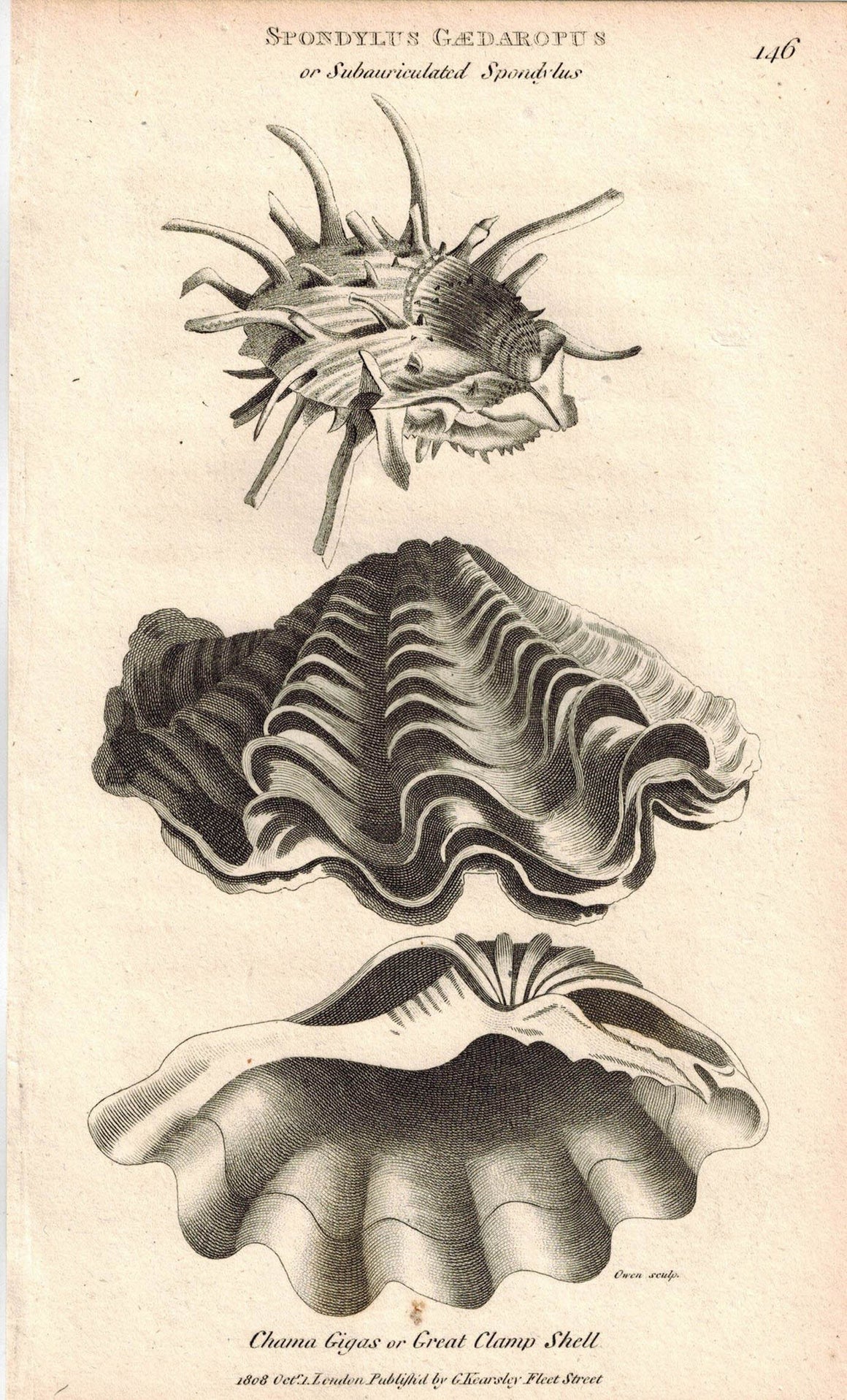 Subauriculated Spondylus & Great Clamp Shell 1809 Original Engraving Shaw Print