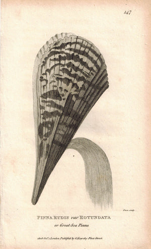 Great Sea Pinna Pinna Rudis Rotundata 1809 Original Engraving Shaw Print