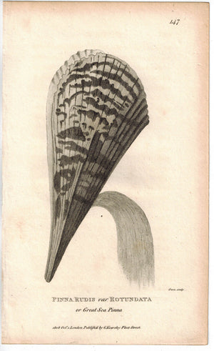 Great Sea Pinna Pinna Rudis Rotundata 1809 Original Engraving Shaw Print