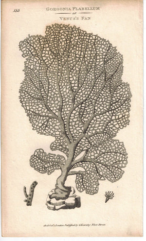 Gorgonia Flabellum or Venus's Sea Fan Coral 1809 Original Engraving Shaw Print