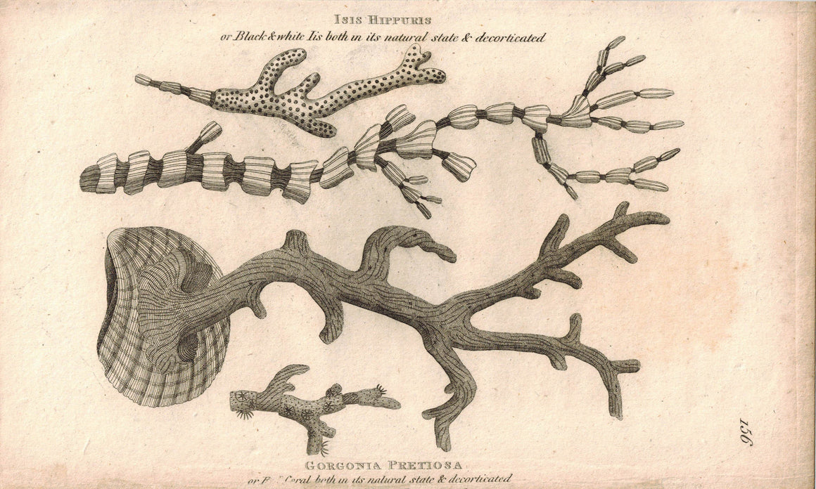 Isis Hippuris, Gorgonia Pretiosa, Red Coral 1809 Original Engraving Shaw Print