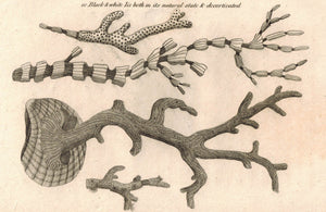 Isis Hippuris, Gorgonia Pretiosa, Red Coral 1809 Original Engraving Shaw Print