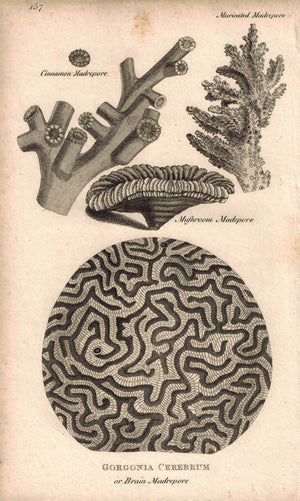 Gergonia Cerebrum Coral Reefs 1809 Original Engraving Shaw Print