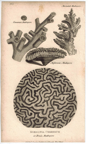 Gergonia Cerebrum Coral Reefs 1809 Original Engraving Shaw Print