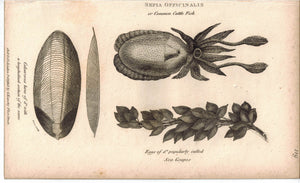 Sepia Officinalis & CuttleFish 1809 Original Engraving 2 Shaw Prints