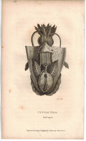 Sepia Officinalis & CuttleFish 1809 Original Engraving 2 Shaw Prints