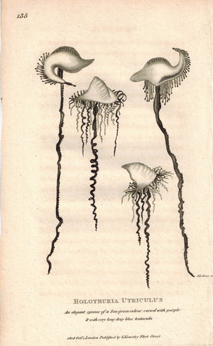 Man O War Jellyfish Holothuria Utriculus 1809 Shaw Print
